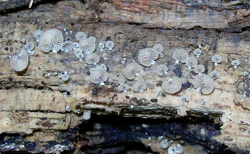 Simocybe haustellaris   ( Fr. )   Watling